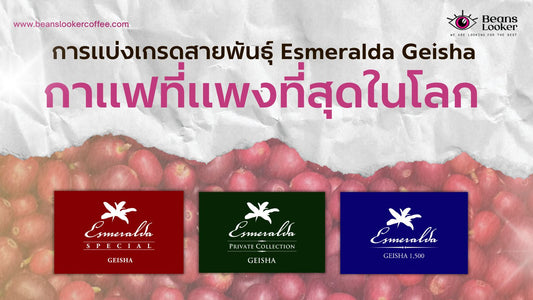 Esmeralda Geisha จากฟาร์มระดับตำนาน ที่เพิ่งคว้าแชมป์โลก