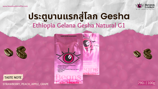 เสน่ห์ของ Gelana Gesha จุดเริ่มต้น ที่ซ่อนความลับของ Gesha ไว้ในทุกอณู