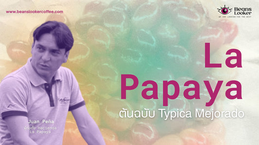 La Papaya ต้นฉบับ Typica Mejorado จากเอกวาดอร์ที่สาย Spacialty Coffee ต้องรู้จัก