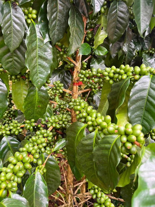 Sumio Coffee Farm, Chiang Rai, Thailand