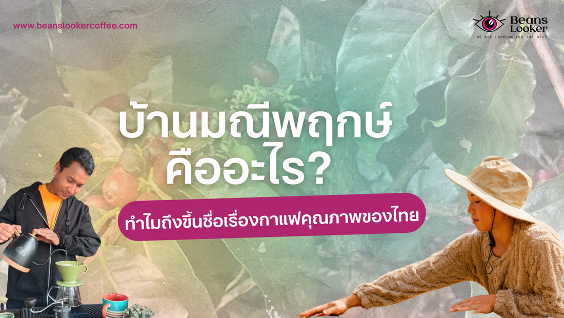 บ้านมณีพฤกษ์คืออะไร ทำไมถึงขึ้นชื่อเรื่องกาแฟคุณภาพของไทย