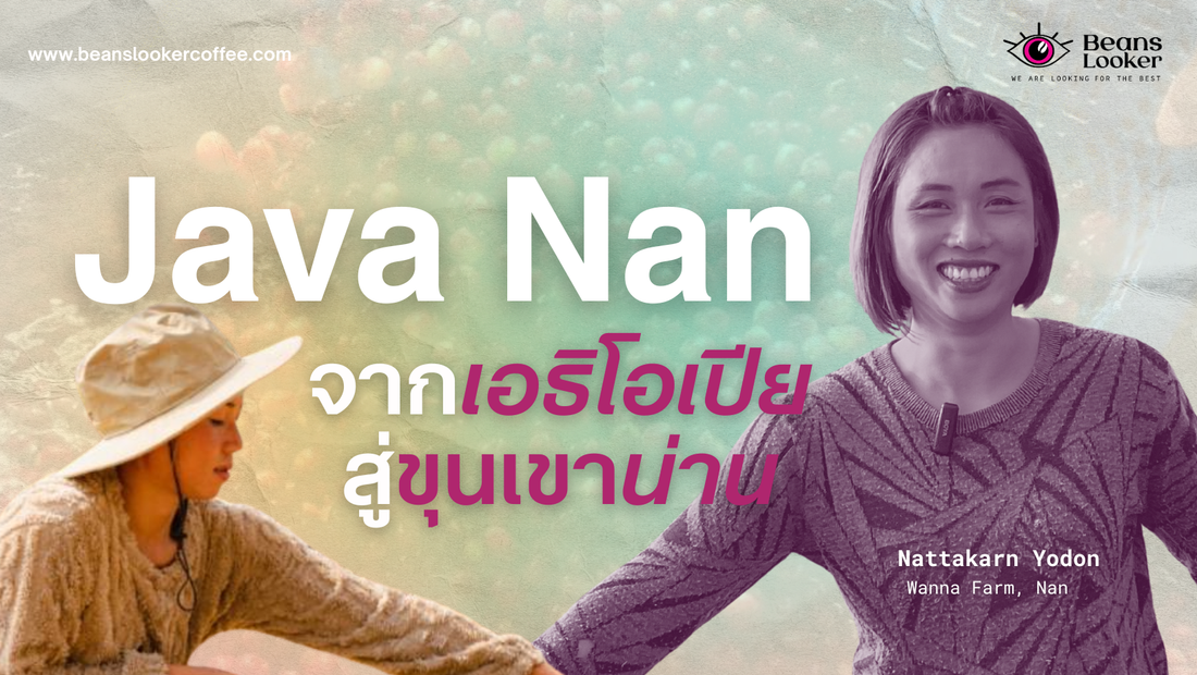 Hidden Gem Java Nan Honey จาก Wanna Farm น่าน