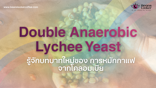 Double Anaerobic Lychee Yeast Coffee จากโคลอมเบีย: เมื่อกระบวนการหมักยกระดับรสชาติของกาแฟพิเศษ