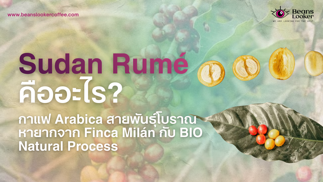 Sudan Rumé คืออะไร? กาแฟ Arabica สายพันธุ์โบราณหายากจาก Finca Milán กับ BIO Natural Process