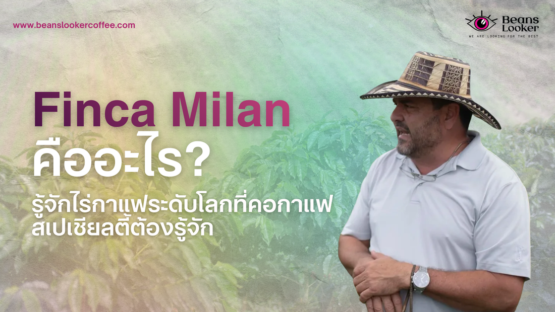 Finca Milan คืออะไร? เจาะลึกไร่กาแฟสเปเชียลตี้ชื่อดังจากโคลอมเบียที่คอกาแฟทั่วโลกยอมรับ