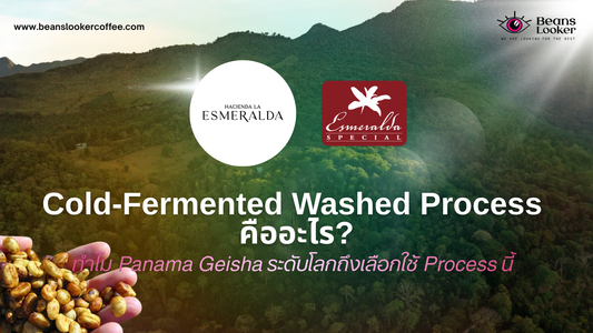 Cold-Fermented Washed Process คือ เทรนด์ Coffee Fermentation, Panama Geisha ระดับโลก