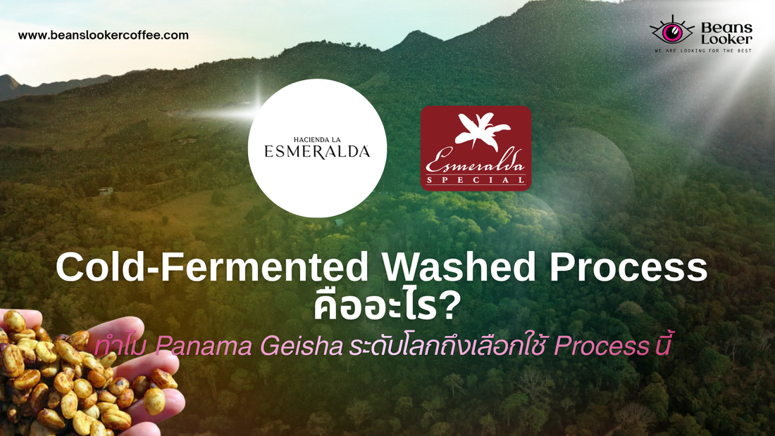 Cold-Fermented Washed Process ของ Panama Hacienda La Esmeralda Geisha คืออะไร