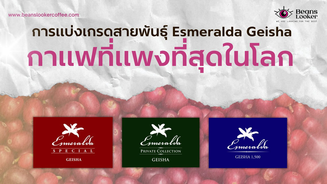 Esmeralda Geisha จากฟาร์มระดับตำนาน ที่เพิ่งคว้าแชมป์โลก