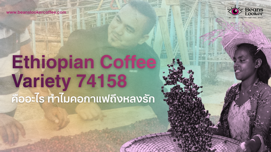 Ethiopian Coffee Variety 74158 คืออะไร ทำไมคอกาแฟถึงหลงรัก