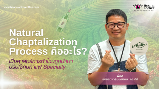 Natural Chaptalization Process คืออะไร? เจาะลึกโปรเซสหมักกาแฟด้วย Geisha Yeast และ Glucose