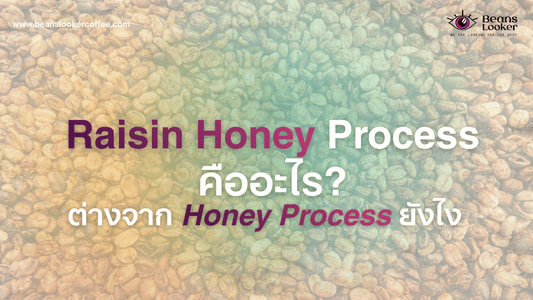 Raisin Honey Process คืออะไร ต่างจาก Honey Process ยังไง ทำไมถึงฮิต