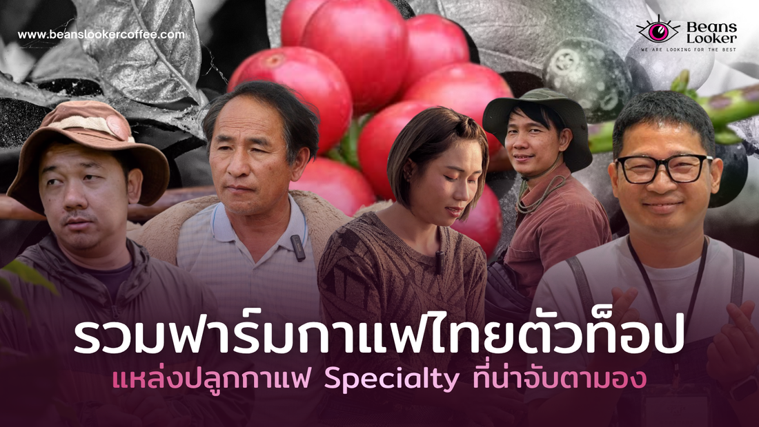 รวมฟาร์มกาแฟไทยตัวท็อป แหล่งปลูกกาแฟ Specialty ที่น่าจับตามอง