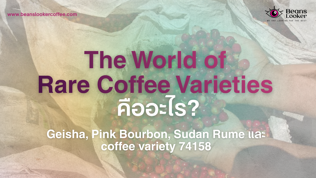 โลกของกาแฟสายพันธุ์พิเศษ The World of Rare Coffee Varieties คืออะไร