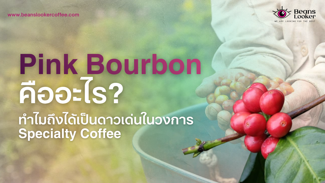 Pink Bourbon คืออะไร ทำไมถึงได้เป็นดาวเด่นในวงการ Specialty Coffee